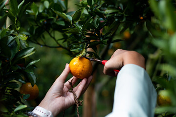 Woman hand picking up orange from tree with nature background.