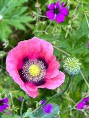 Oriental Pink Poppy in a garden, close up. apaver orientale, the Oriental poppy, is a perennial flowering plant native to the Caucasus, northeastern Turkey, and northern Iran.