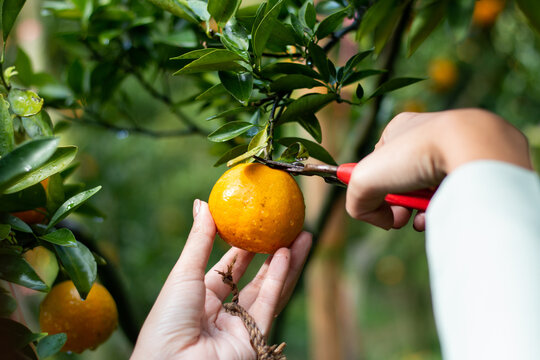 Woman hand picking up orange from tree with nature background.