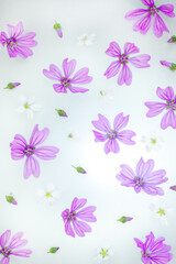 Floral pattern on white background . Spring concept.