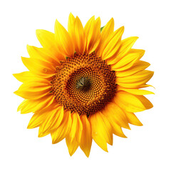 Fototapeta premium Beautiful close-up sunflower in full bloom isolated on transparent background. Png clip art floral element. Generated with AI.