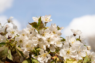 White cherry flowers, blue background, space for text