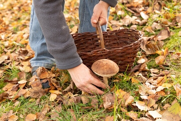 Person picking edible mushroom