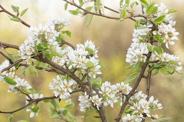 Blooming pear flowers