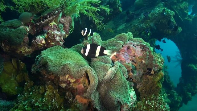 Anemones and clownfish on coral reef create stunning picture of underwater life. Coral reef comes alive with enchanting presence of anemones and clown fish.