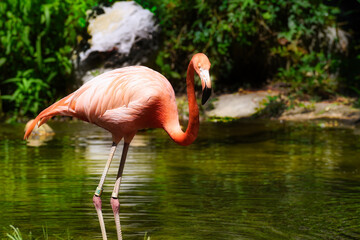 A close up of a flamingo in a zoo.