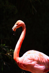 A close up of a flamingo in a zoo.