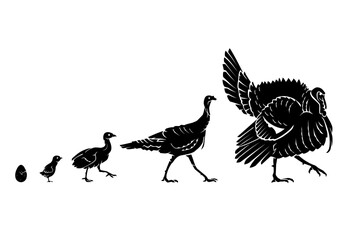 Turkey Growth Stages, Farm Animals Silhouette Set