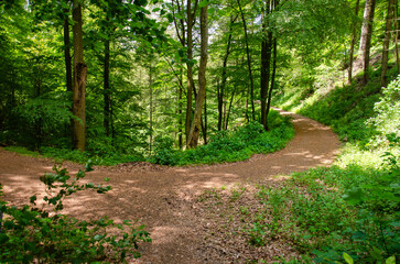 Curving footpath following the elevation lines in a forest near the volcanic lakes of Daun, Germany