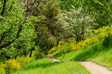 Fototapeta na wymiar Footpath on a mountain slope between overwhelmingly green vegetation with tones of white and yellow near the volcanic lakes of Daun, Germany
