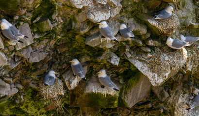 Kittiwake birds 