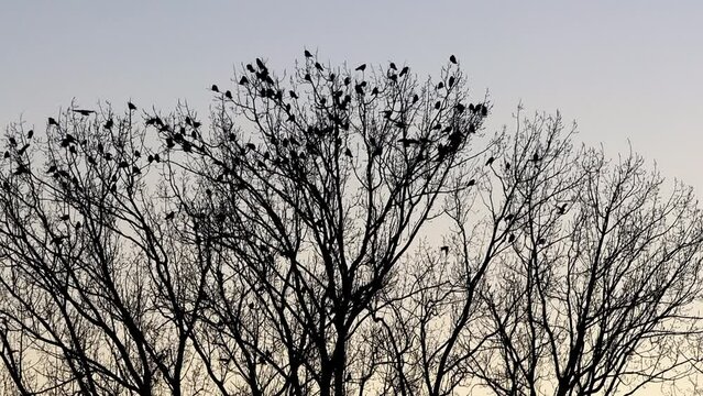 flock of crows on tree
