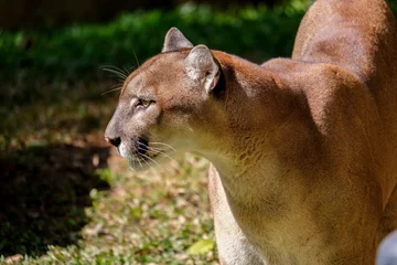 Fototapeten The cougar (Puma concolor), also known as puma, mountain lion, mountain cat, catamount or panther, depending on the region, is a mammal of the family Felidae, native to the America. © J.NATAYO
