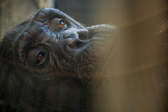 The chimpanzee is the mammal most like a human.