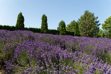 Charming Lefkadia Valley. Park of culture and recreation in the village of Moldovanskoe. Novorossiysk. Russia. 24.06.2023