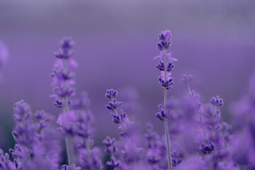 Fototapeta premium Lavender flower background. Violet lavender field sanset close up. Lavender flowers in pastel colors at blur background. Nature background with lavender in the field.