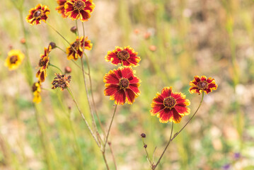 Flowers in the garden