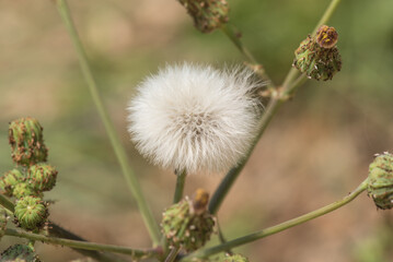 A close-up picture of a plant in the garden