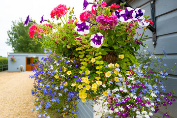 Fototapeta na wymiar Beautiful, full bloom summer hanging basket should its health plant stock. Located at an entrance to a wedding venue.