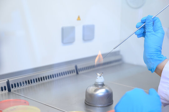 Microbiological inoculation loop being sterilized in flame of alcohol bunsen burner in biological safety cabinet.