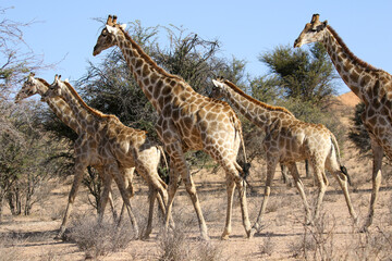 Naklejka na ściany i meble A tower or herd of Giraffe, Kalahari (Kgalagadi)
