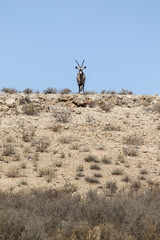 Gemsbok or Oryx in the Kalahari (Kgalagadi)