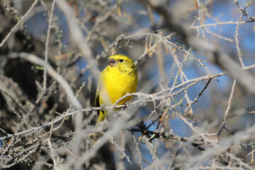 Yellow Canary sitting in the morning sun in the Kalahari (Kgalagadi)