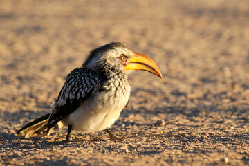 Southern Yellow-Billed Hornbill basking in the early morning winter sun, Kalahari (Kgalagadi)