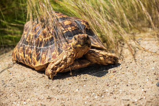 Portrait of leopard tortoise, Stigmochelys pardalis, Mature aduld