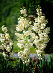 Blooming Adams Needle Bush in North Carolina