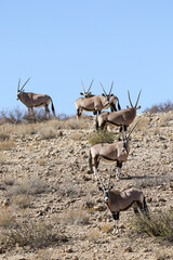 Gemsbok or Oryx in the Kalahari (Kgalagadi)