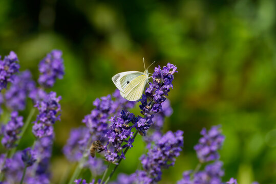 Small white butterfly (Pieris rapae) perched on lavender in Zurich, Switzerland