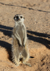 Meerkat standing in the winter morning sun, Kalahari (Kgalagadi)