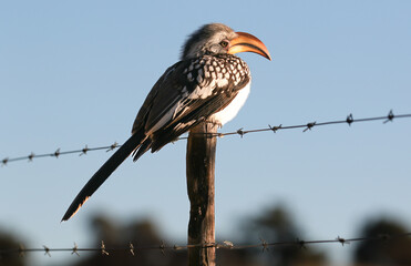 Southern Yellow-billed hornbill sitting on a barbed wire fence in the early morning sun, Kalahari (Kgalagadi) 