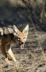 Black-backed Jackal eating something, Kalahari (Kgalagadi)