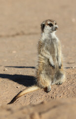 Meerkat standing in the morning sun, Kalahari (Kgalagadi)