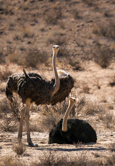 Male and Female Ostrich in the Kalahari (Kgalagadi)