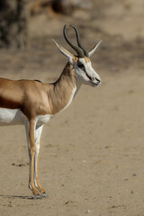 Springbok ram in the Kgalagadi (Kalahari)