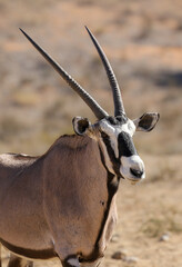 Gemsbok for Oryx in the Kalahari (Kgalagadi)
