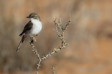 Marico Flycatcher, Kalahari (Kgalagadi)