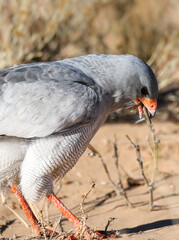 Pale Chanting Goshawk eating a lizard, Kalahari (Kgalagadi)