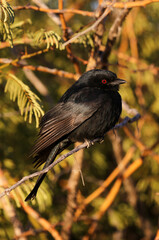 Fork-tailed Drongo in a tree in the Kalahari (Kgalagadi)