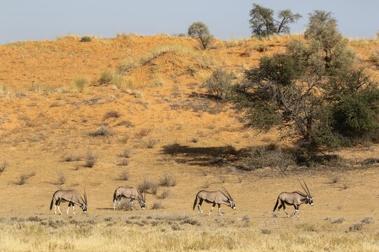 Gemsbok for Oryx in the Kalahari (Kgalagadi)