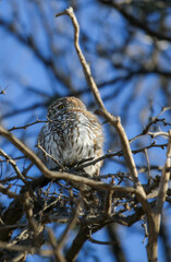 Pearl-spotted Owlet in a tree, Kalahari (Kgalagadi)