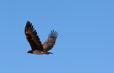Martial Eagle in flight, Kalahari (Kgalagadi)