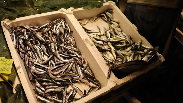 
assortment of fish on the counter