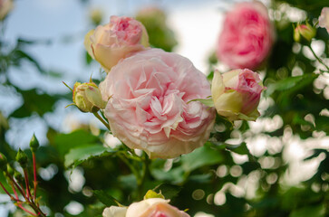 pink roses on the rose garden in summer with blu sky in background.