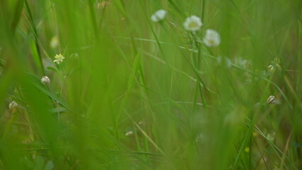 blurred photos of a green meadow as a background, sustainability concept 