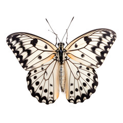 tree nymph Butterfly, isolated Background, top view