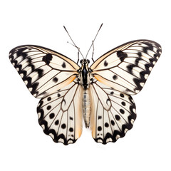 tree nymph Butterfly, isolated Background, top view